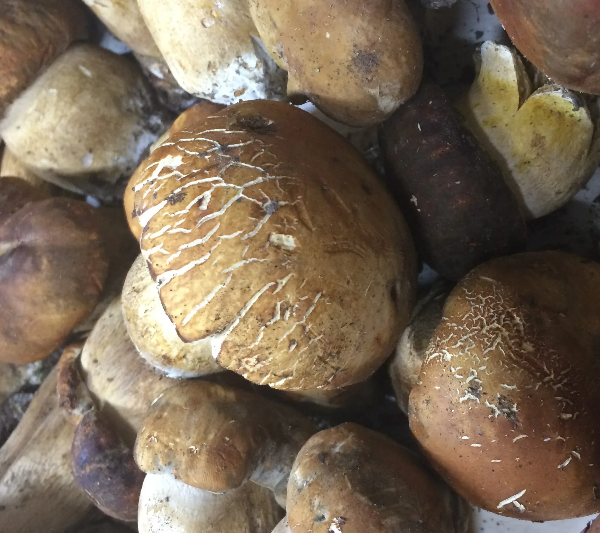 Funghi porcini