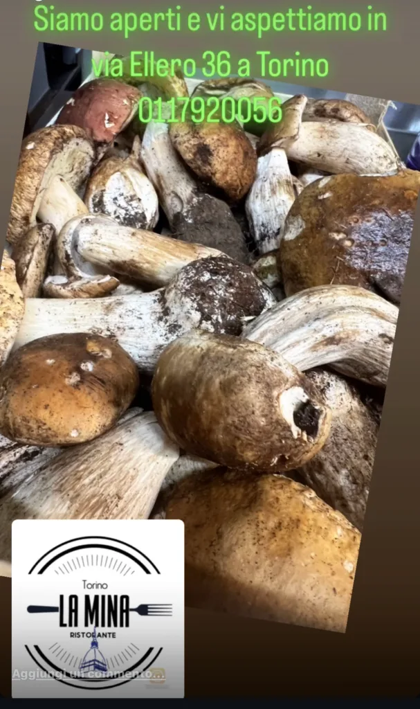 Funghi