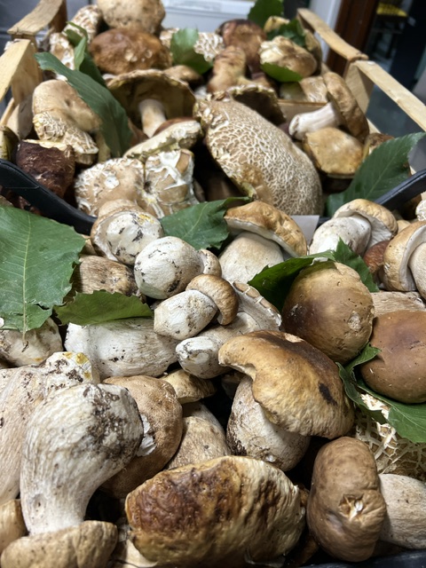 Menù degustazione funghi